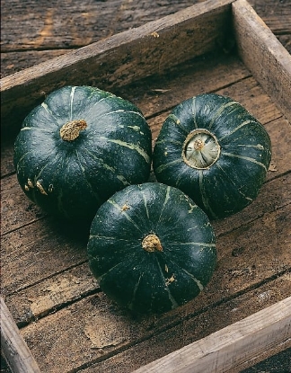 Picture of Winter Squash Buttercup (Trailing)